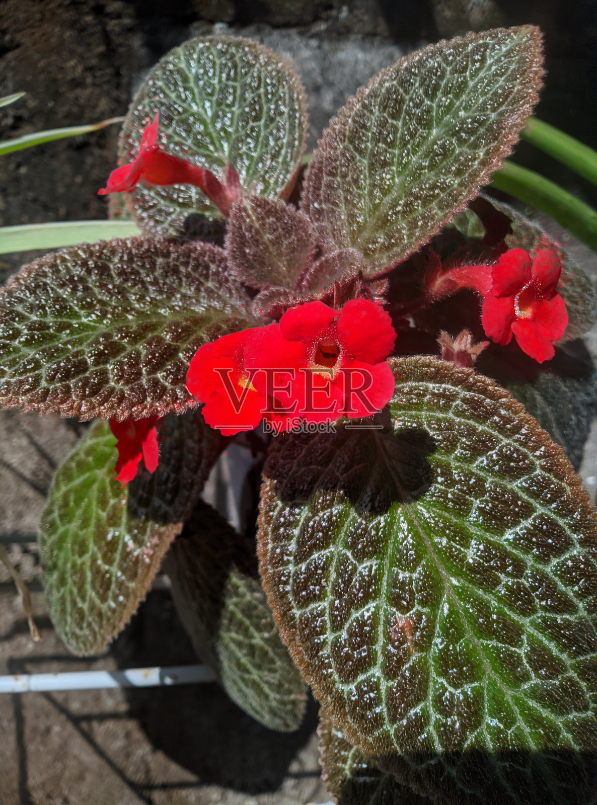 红衣主教cupreata照片摄影图片