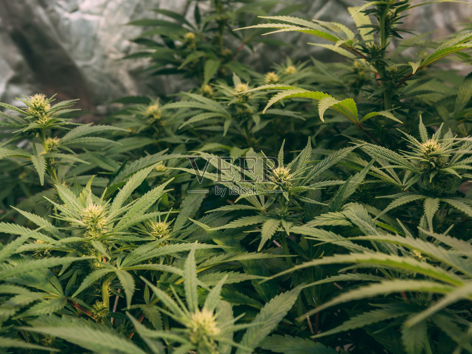 大麻L。照片摄影图片