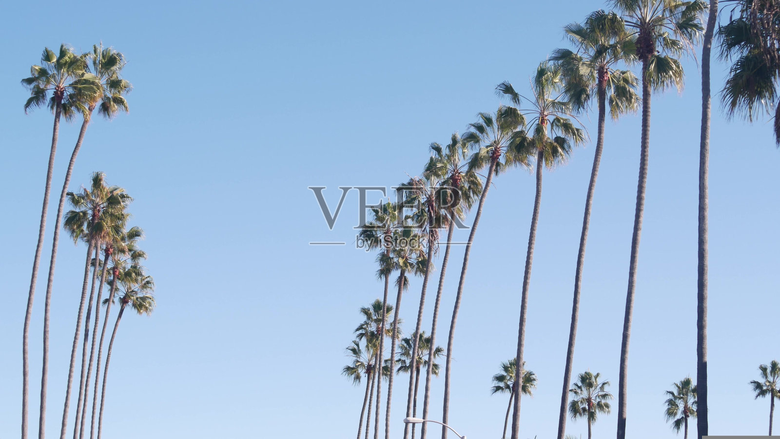 洛杉矶附近街道上的一排排棕榈树，加州海岸，海滩度假。照片摄影图片