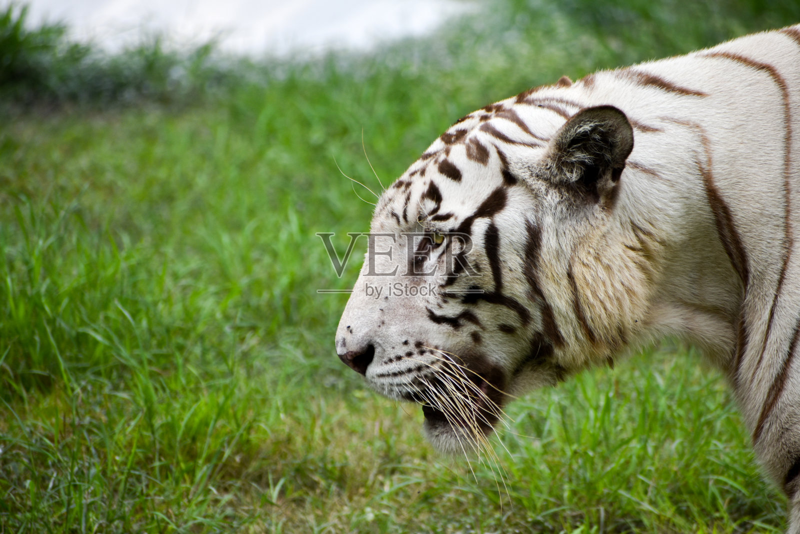 濒危美丽的孟加拉白虎(Panthera tigris tigris)在圈养，动物园的特写图像。照片摄影图片