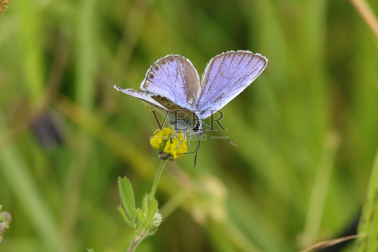 Petit Argus （Plebejus argus）照片摄影图片