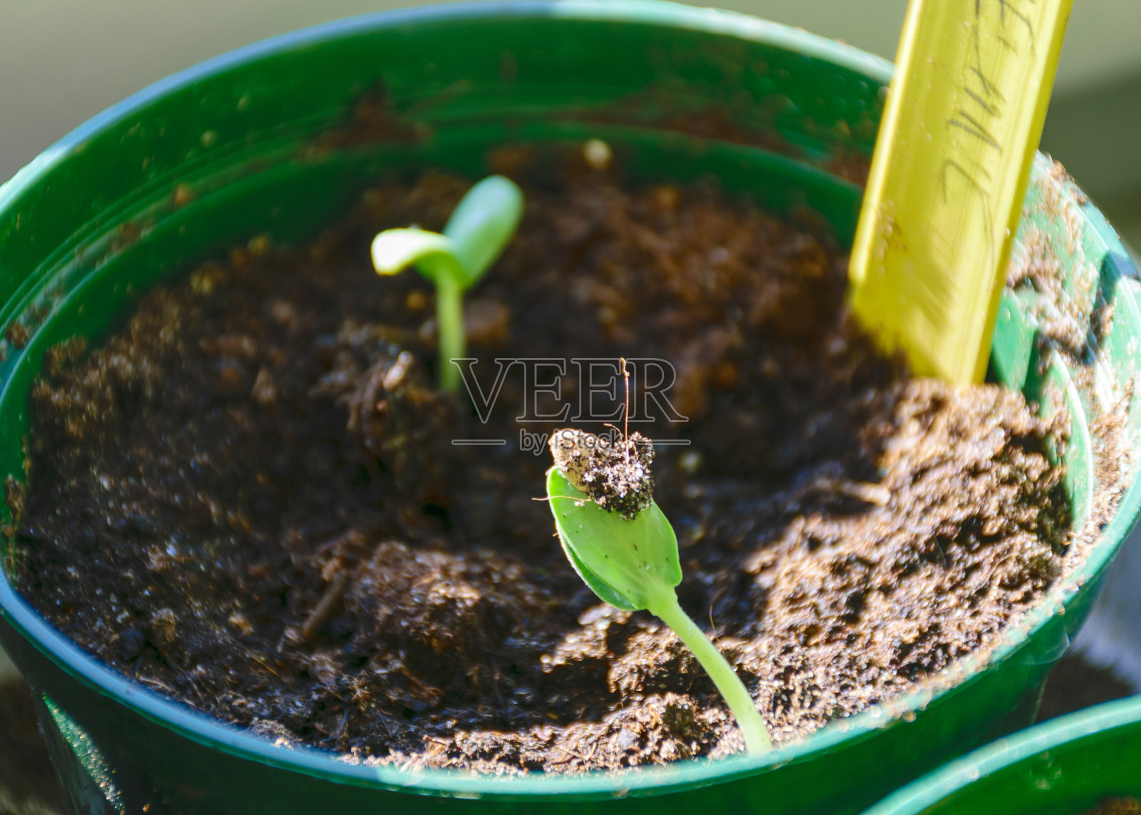 绿色黄瓜幼苗在塑料花盆，园丁的概念，在窗台上种植幼苗照片摄影图片