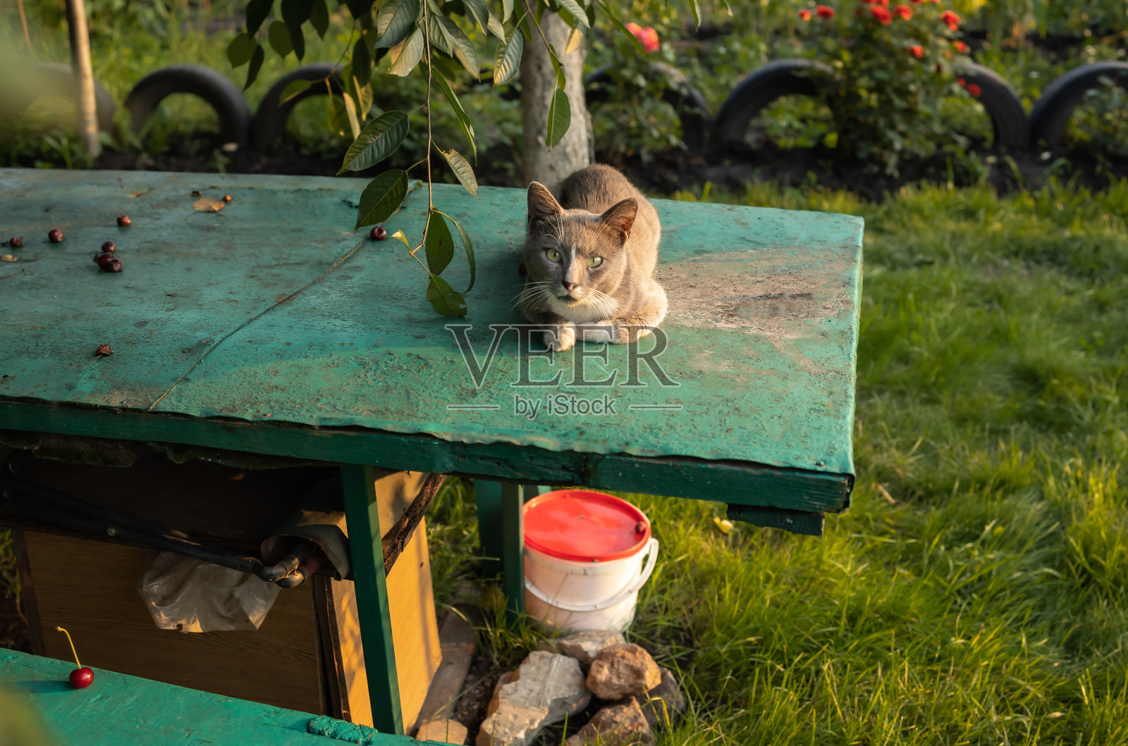 花园里的猫照片摄影图片