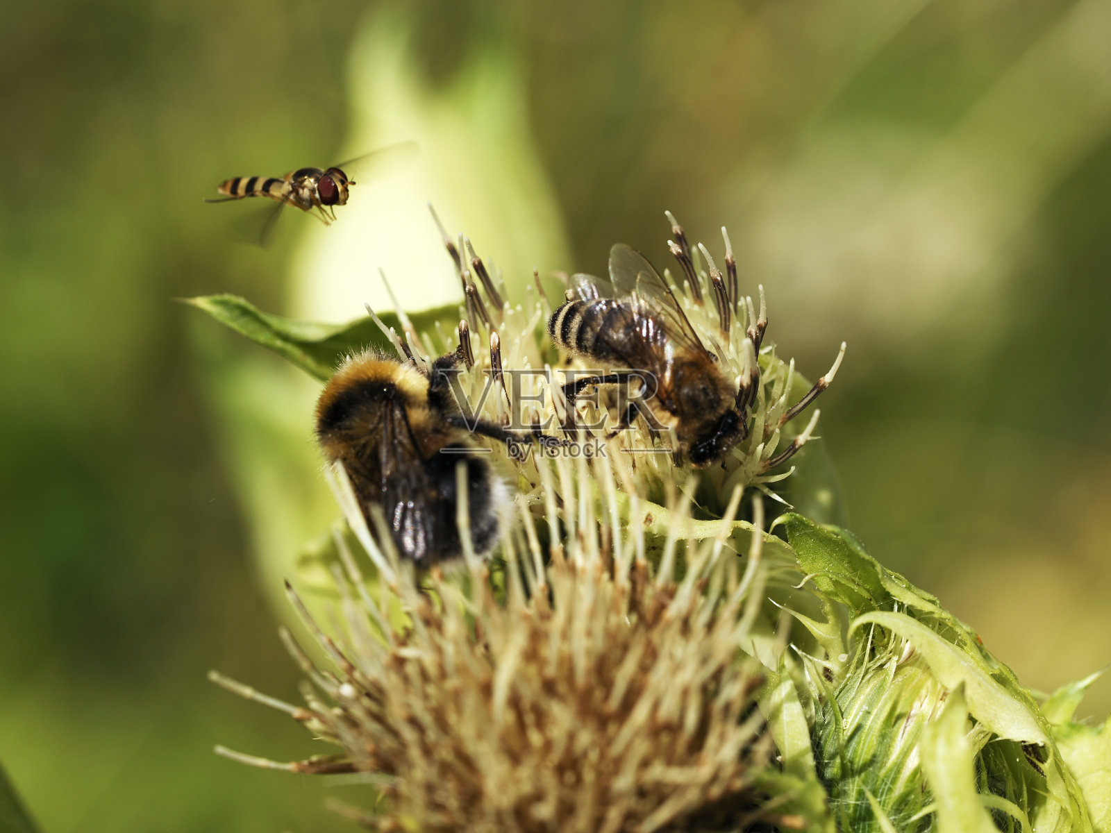 大黄蜂和蓟上的处女膜(Cirsium oleraceum L.) -昆虫的世界照片摄影图片