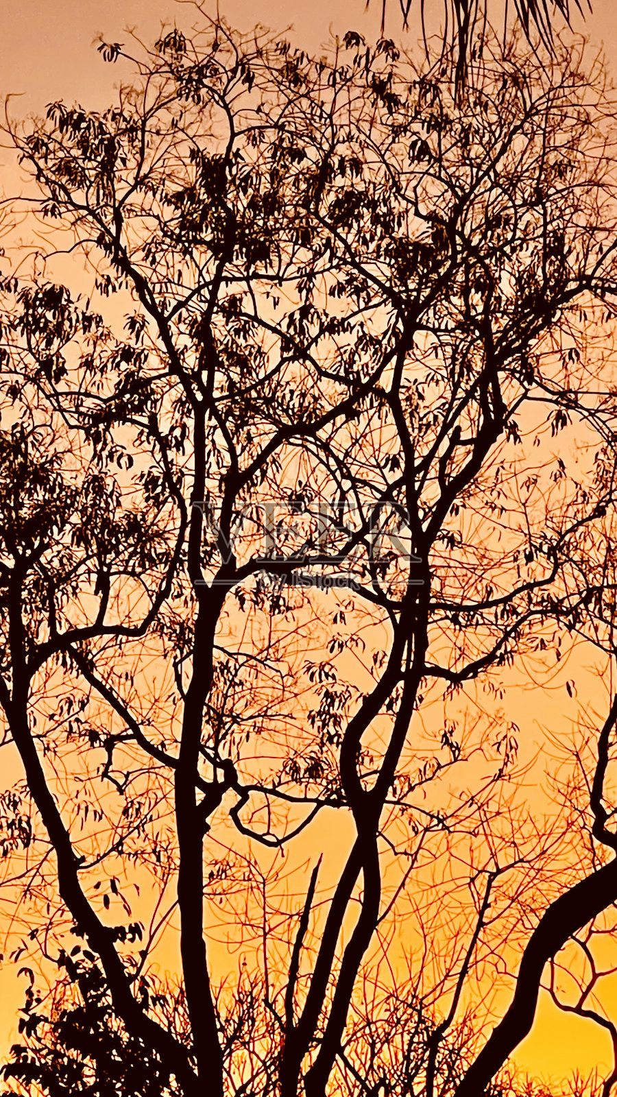 黑黄照片摄影图片