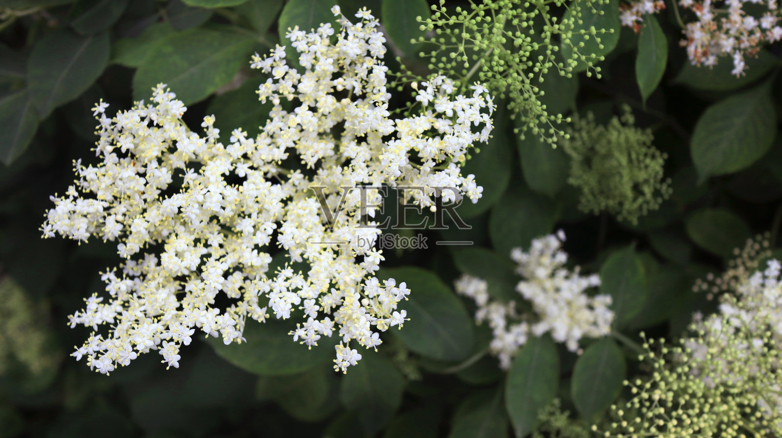 白色的开花植物照片摄影图片