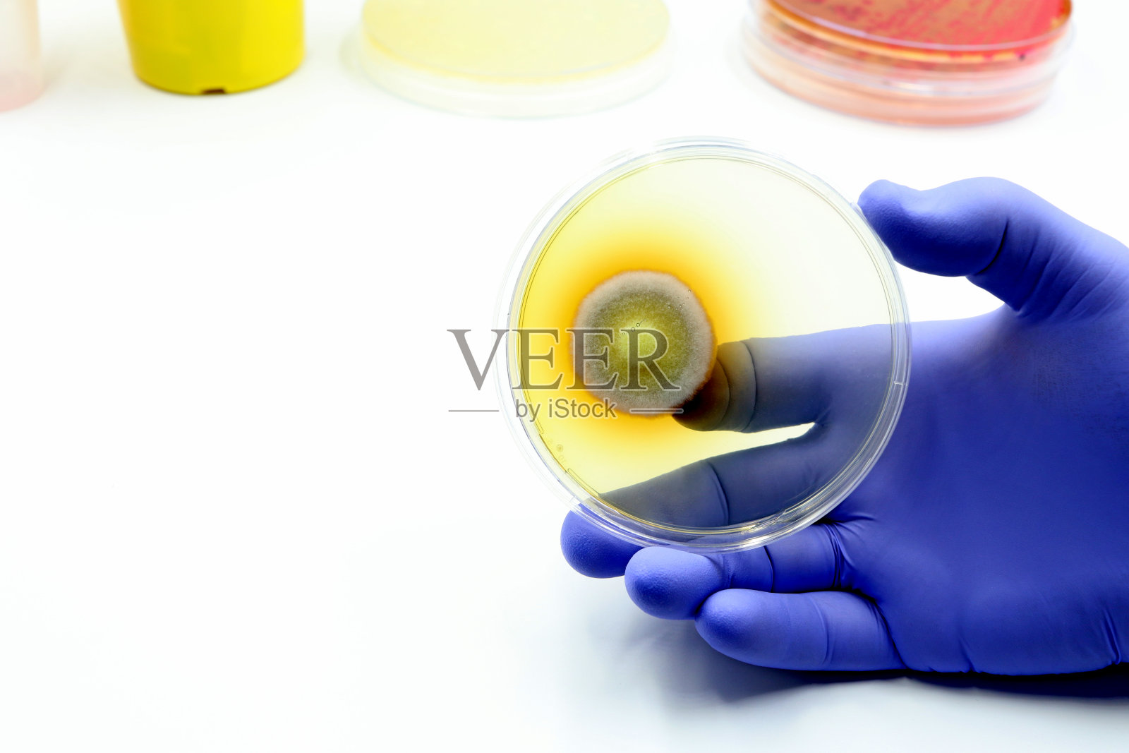 医生或科研人员的手，手握有菌落的培养皿。空间的文本照片摄影图片