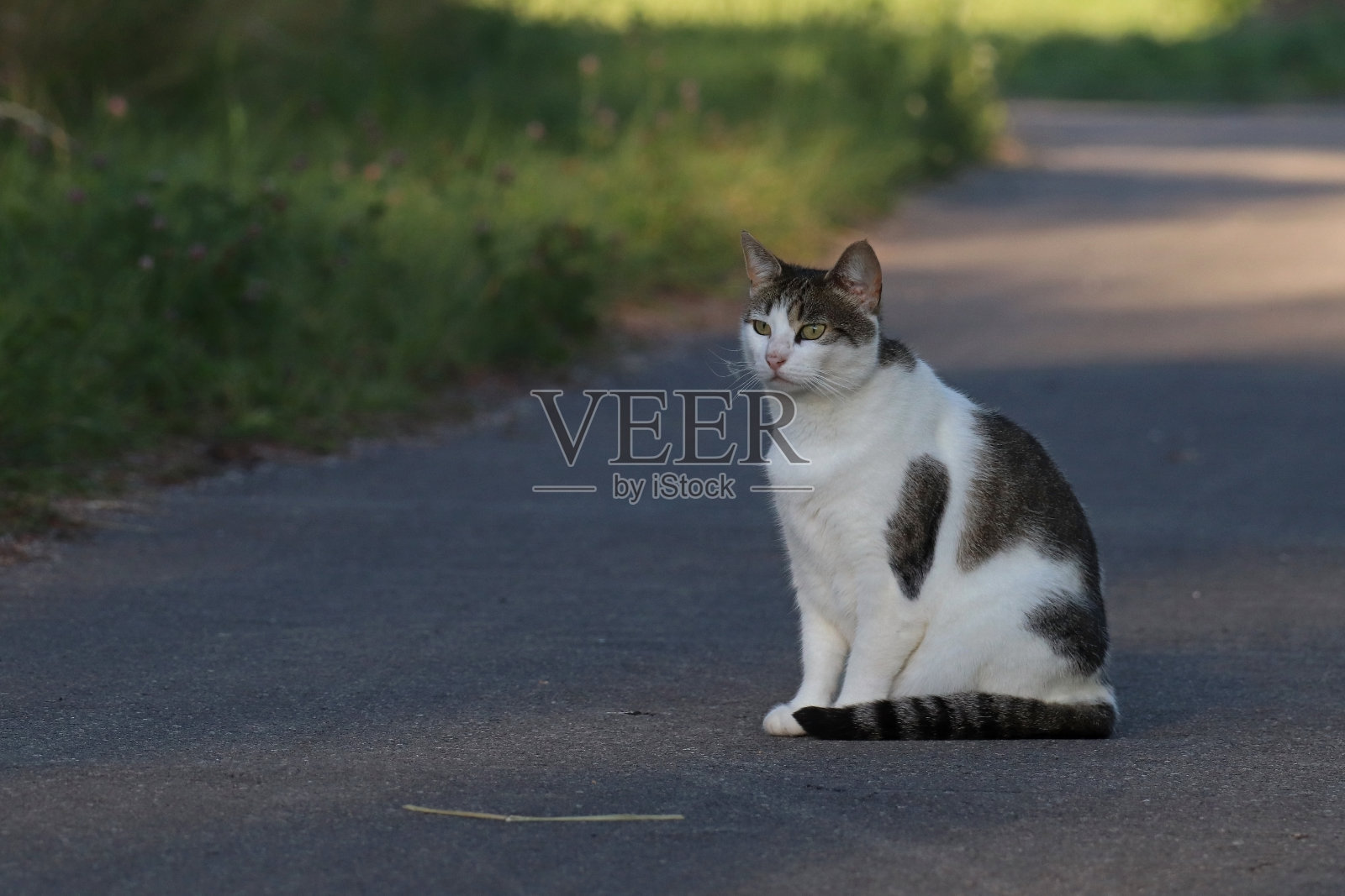 家猫-家猫(Felis silvestris catus)。照片摄影图片