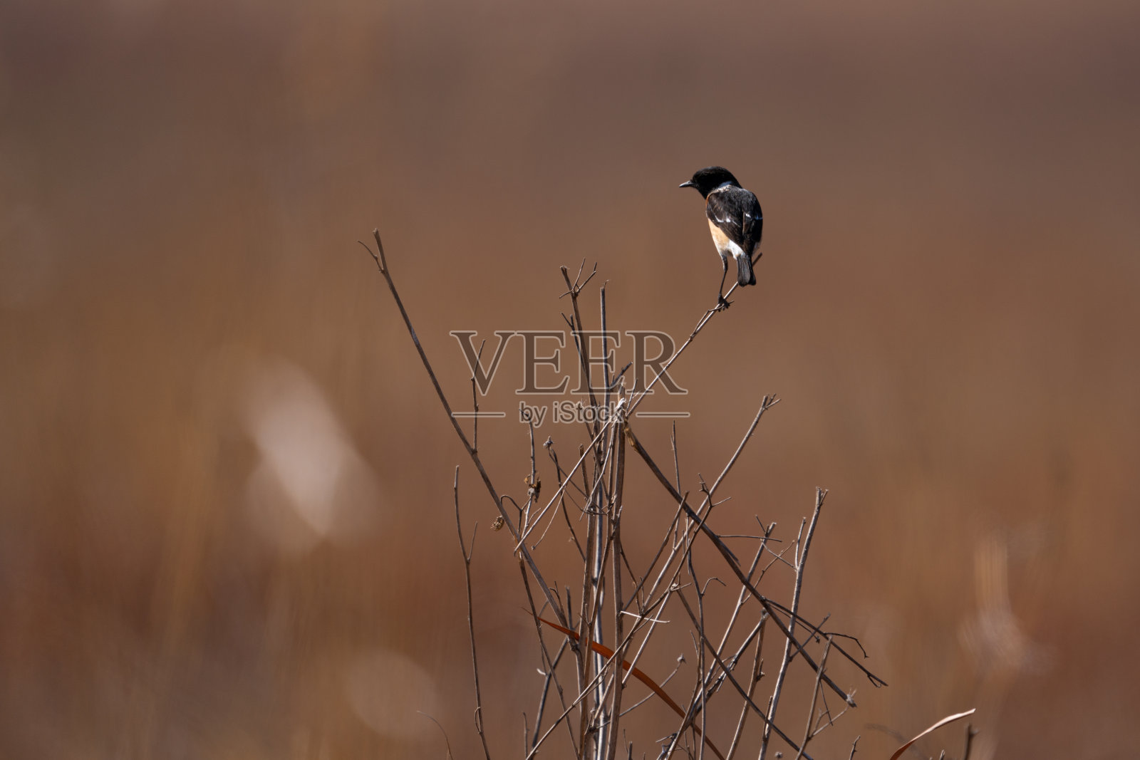 美丽的单身非洲石头人栖息在丛林草原的一根小树枝上，呼唤配偶照片摄影图片