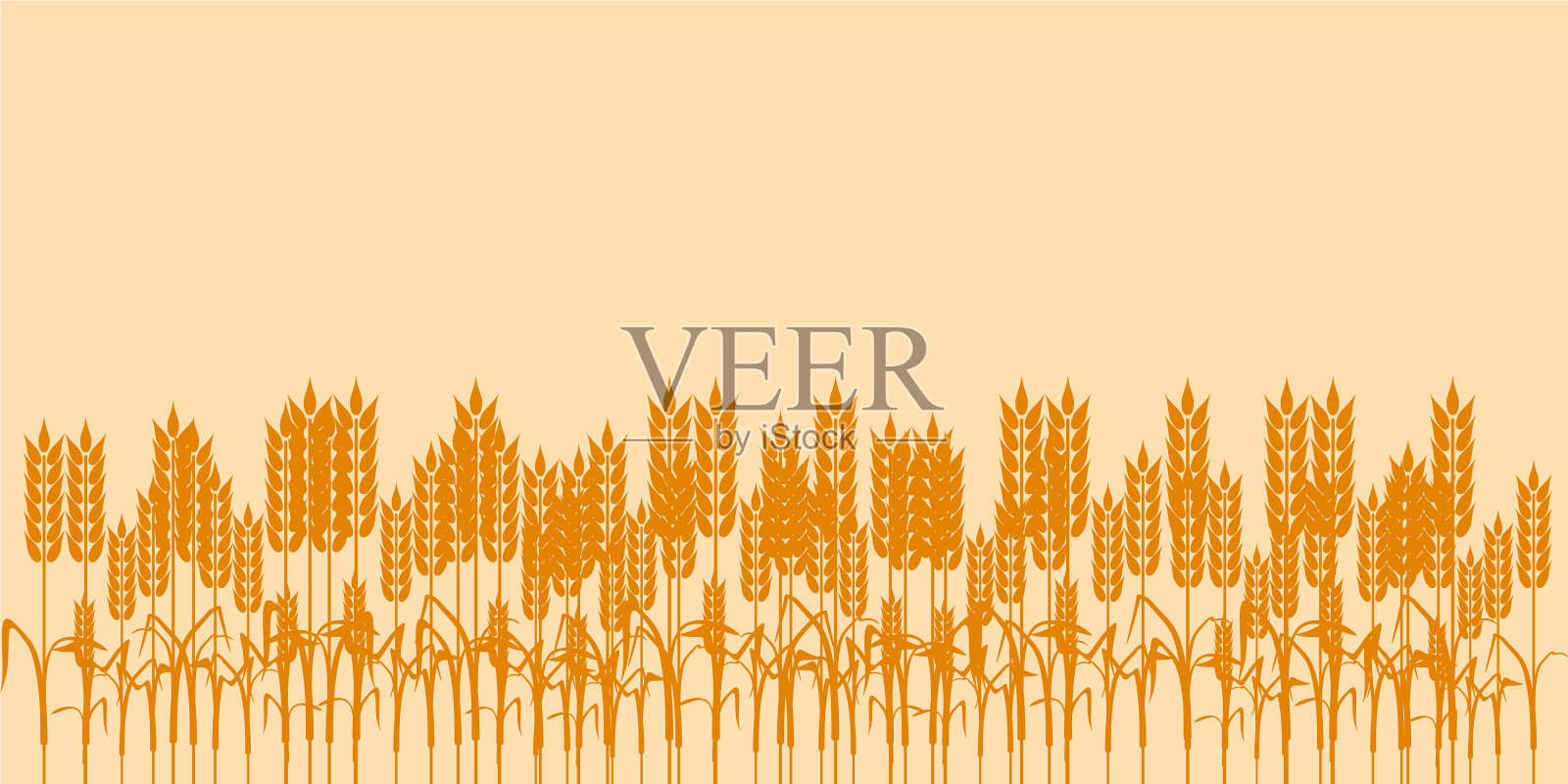 乡村的夏季景观与成熟的小麦田插画图片素材