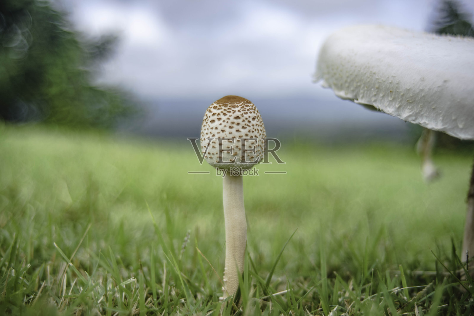 泰国Khao Phaeng Ma野生动物保护区的露营地上生长着蘑菇。照片摄影图片