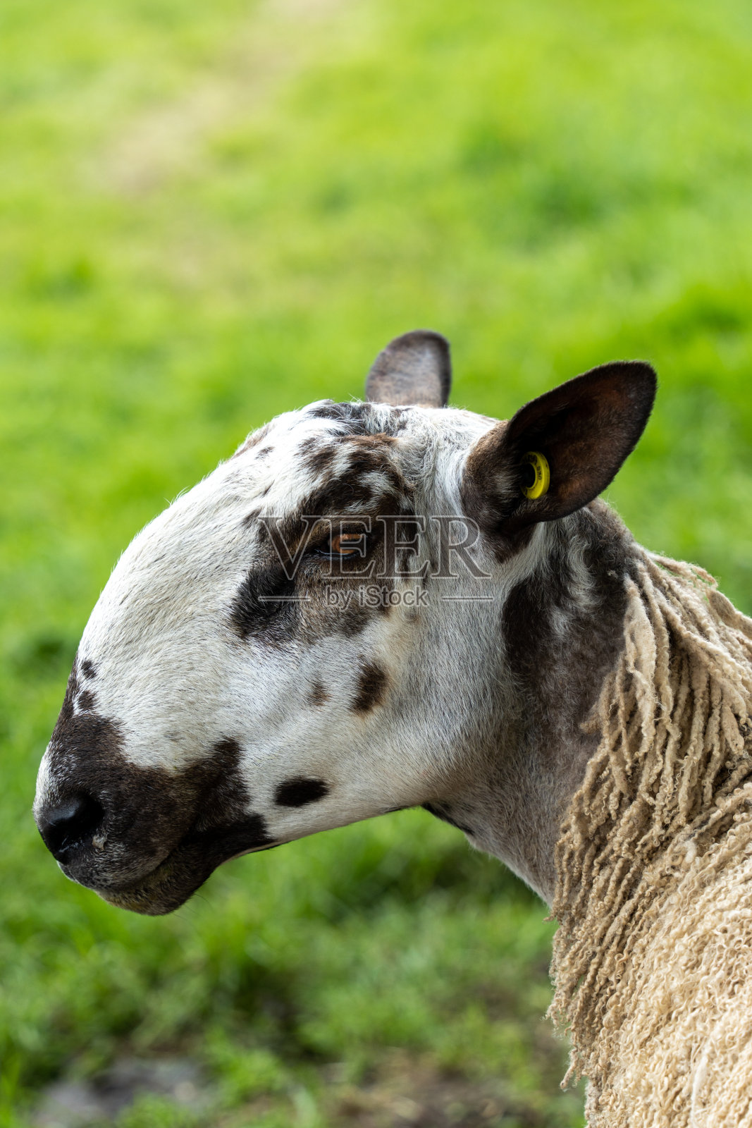 蒂斯沃特绵羊照片摄影图片
