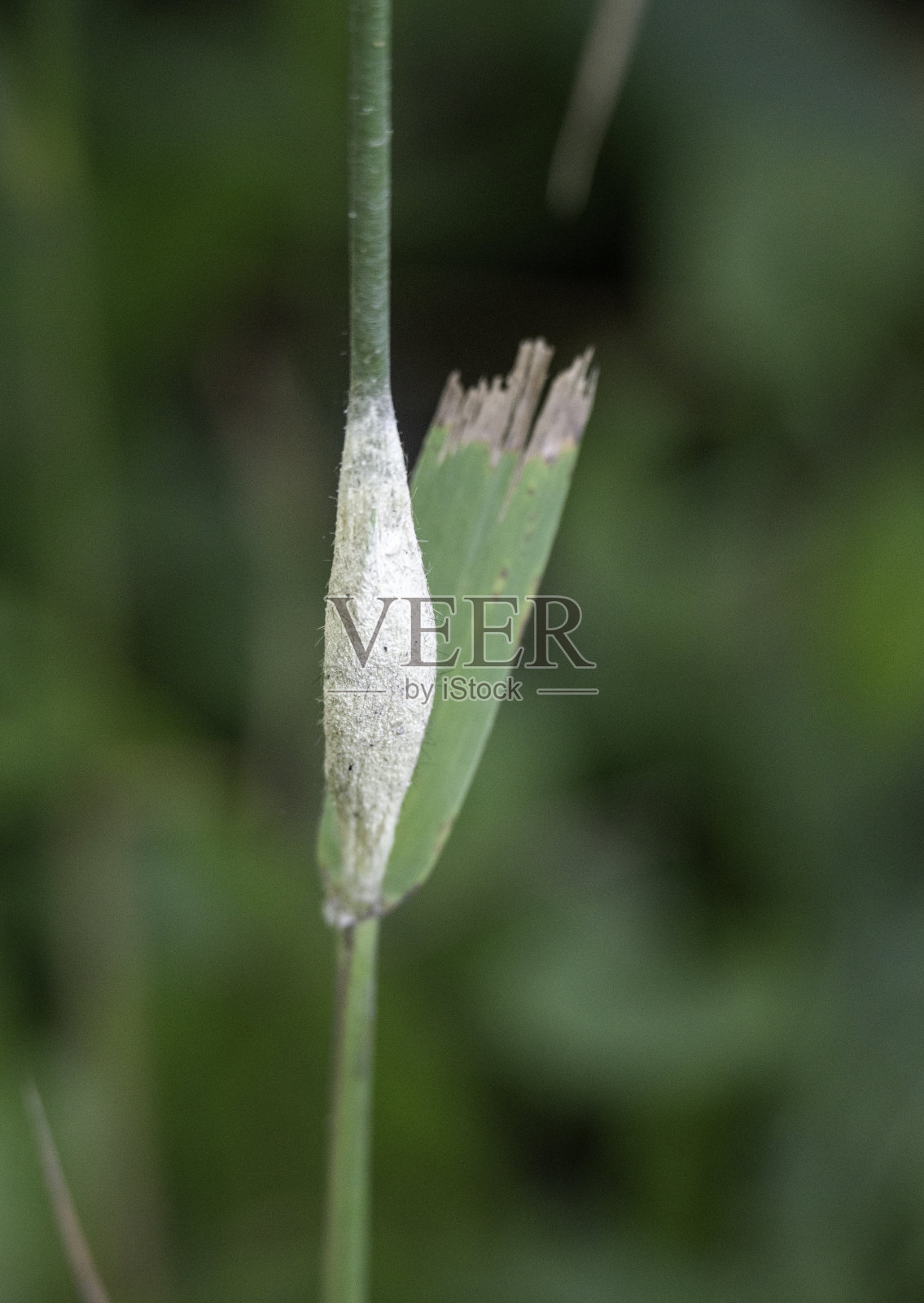 草地上的2号虫巢照片摄影图片