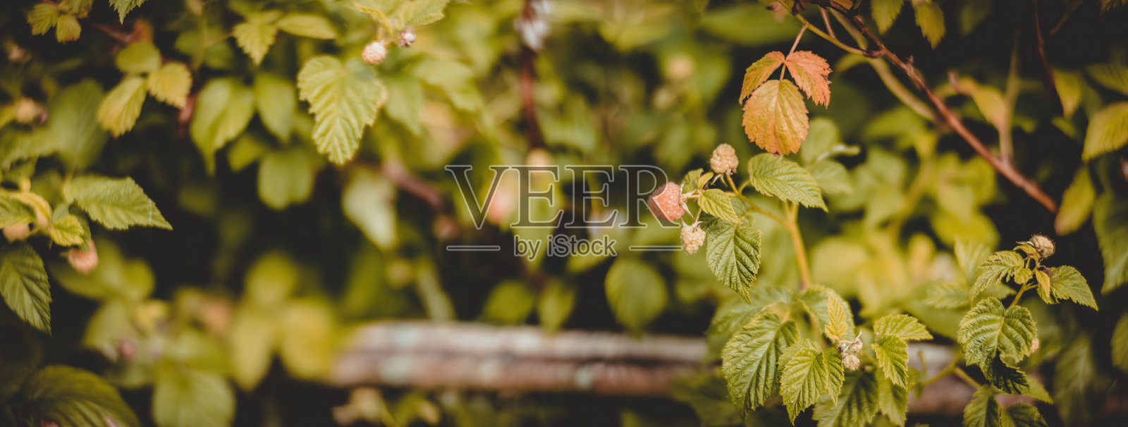 全景背景的花园水果灌木包围着新鲜的绿色草地。美丽的自然全景乡村景观。选择性聚焦前景与强模糊背景。照片摄影图片