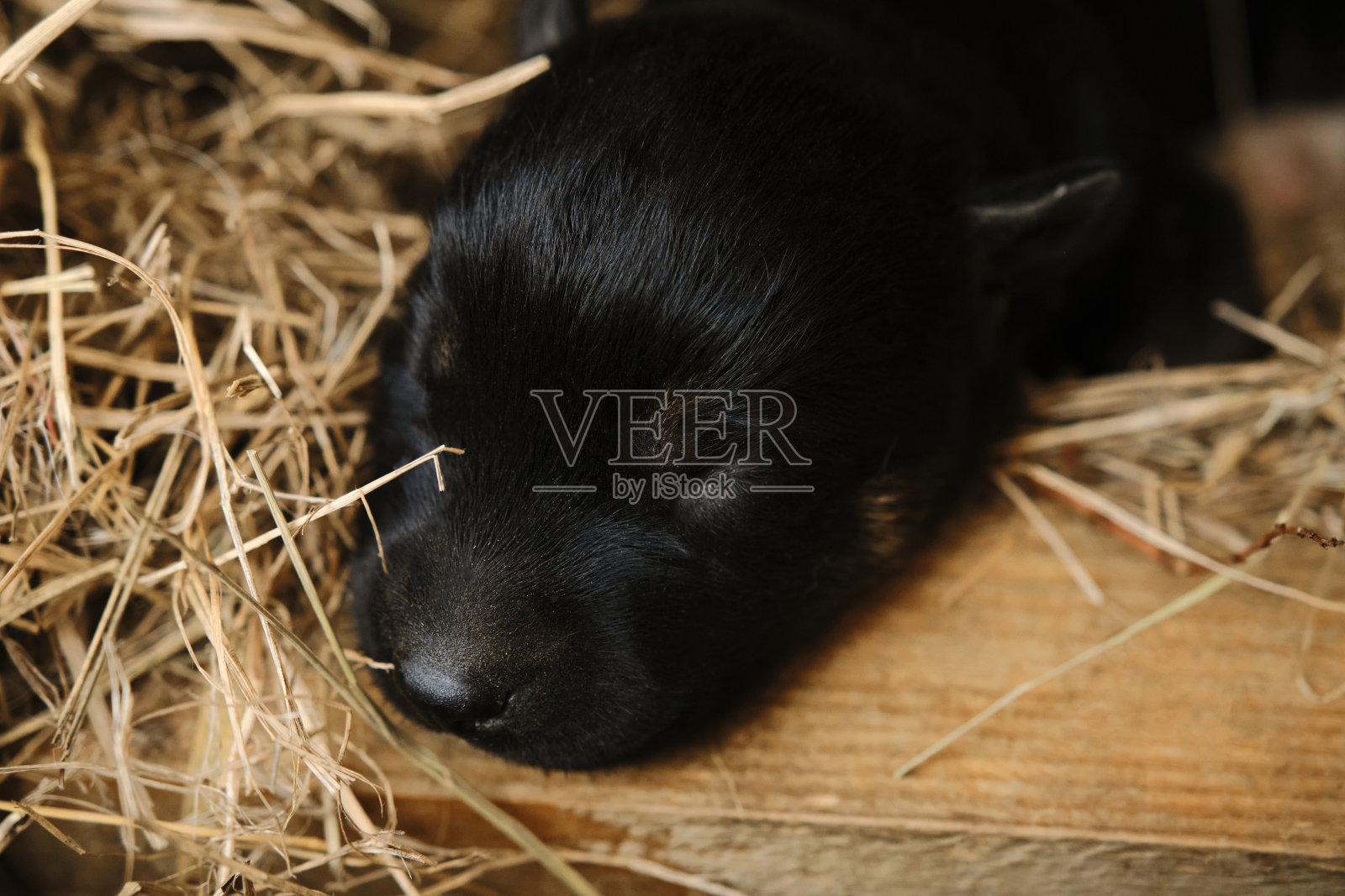 一只杂种小狗刚出生，眼睛还闭着。新生的黑色和红色小狗肖像特写。来自北方雪橇犬犬舍的小阿拉斯加哈士奇睡在木制的隔间里。照片摄影图片