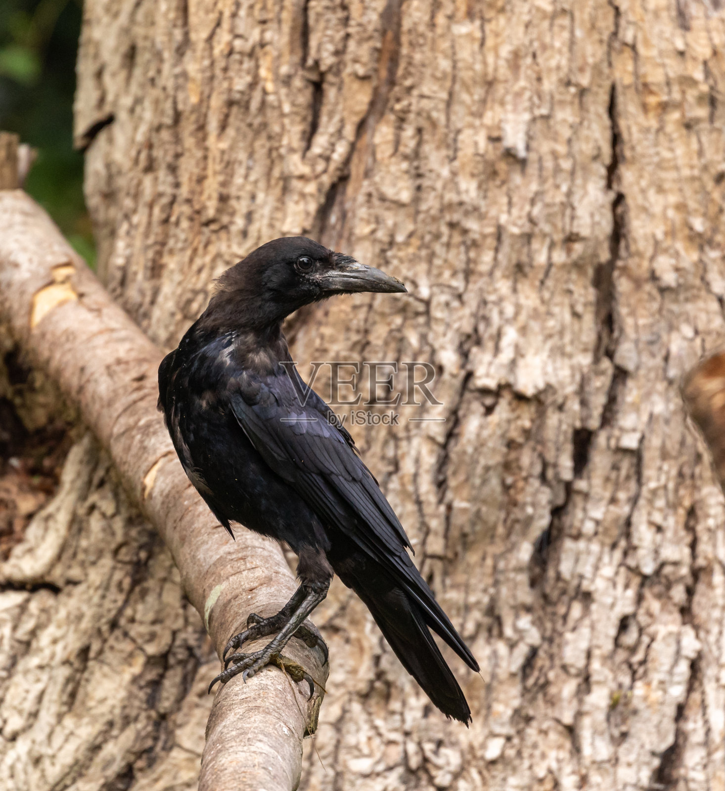 欧洲松貂照片摄影图片