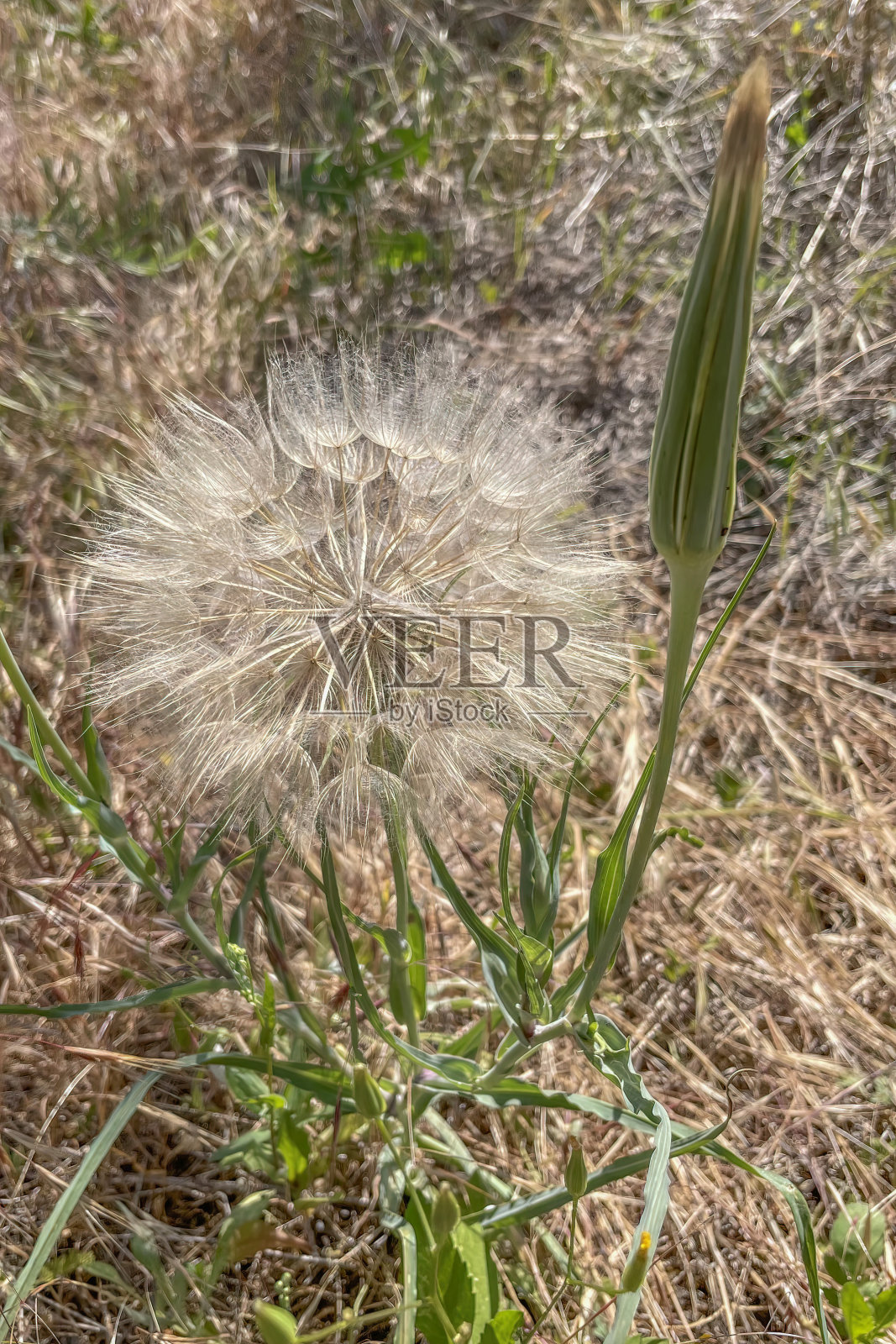 蒲公英种子在自然界的特写照片摄影图片