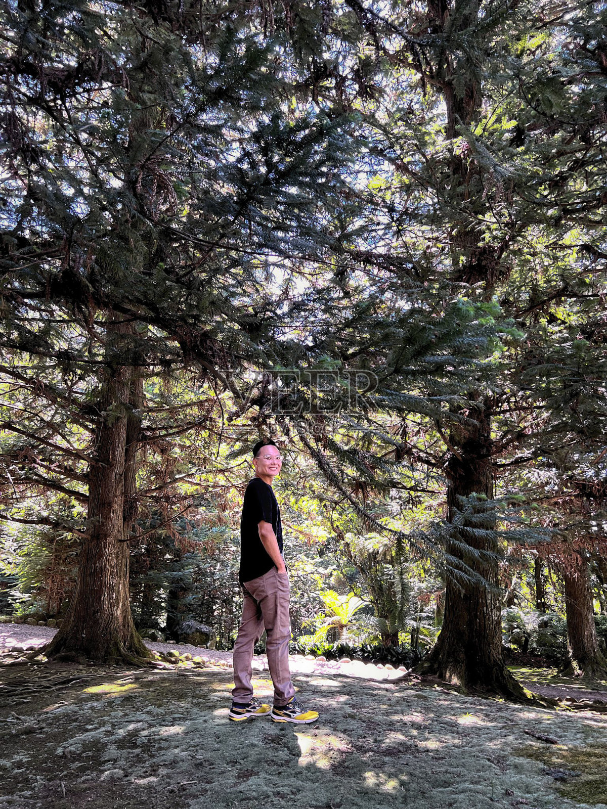 一个人走在松林里。照片摄影图片