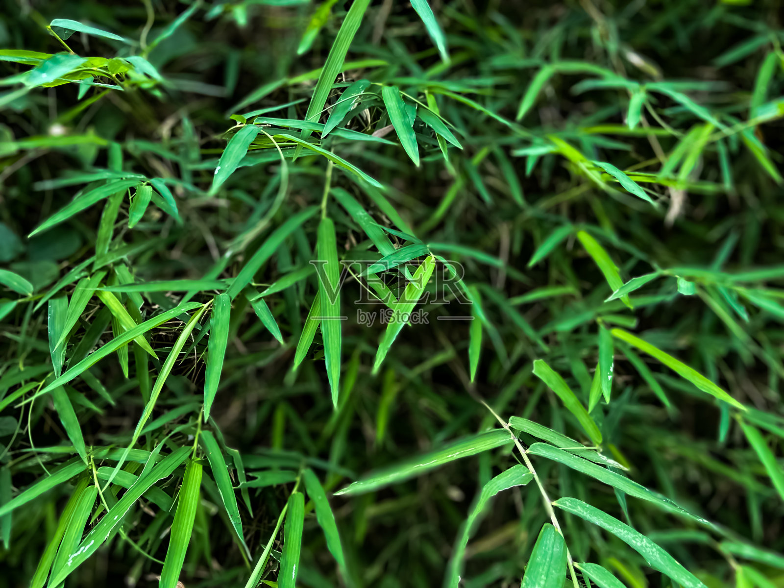 绿竹叶背景照片摄影图片