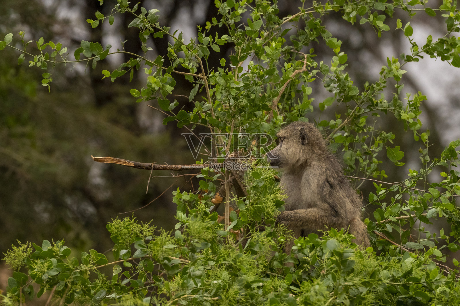 猴子照片摄影图片