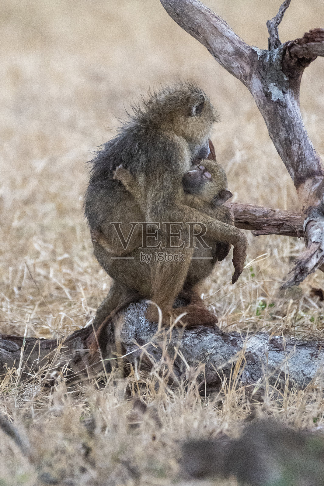 猴子照片摄影图片