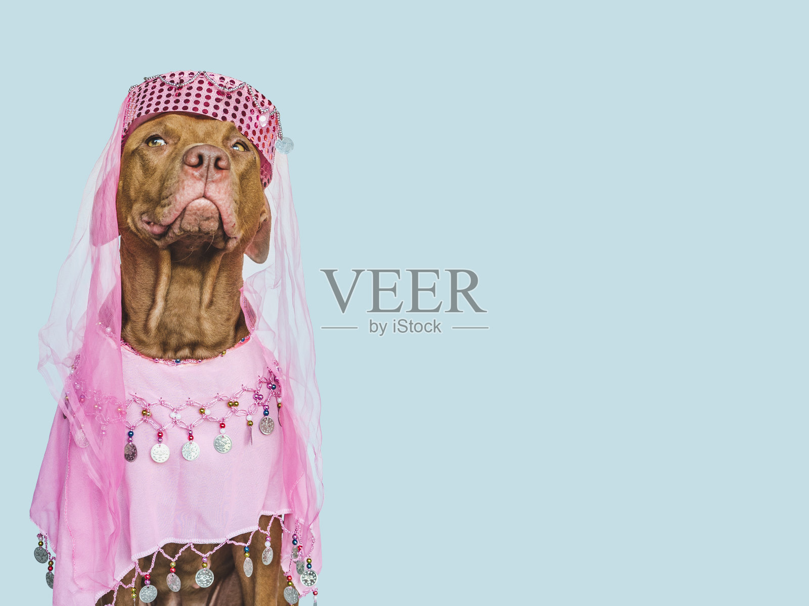 可爱的，漂亮的棕色小狗和派对礼服照片摄影图片