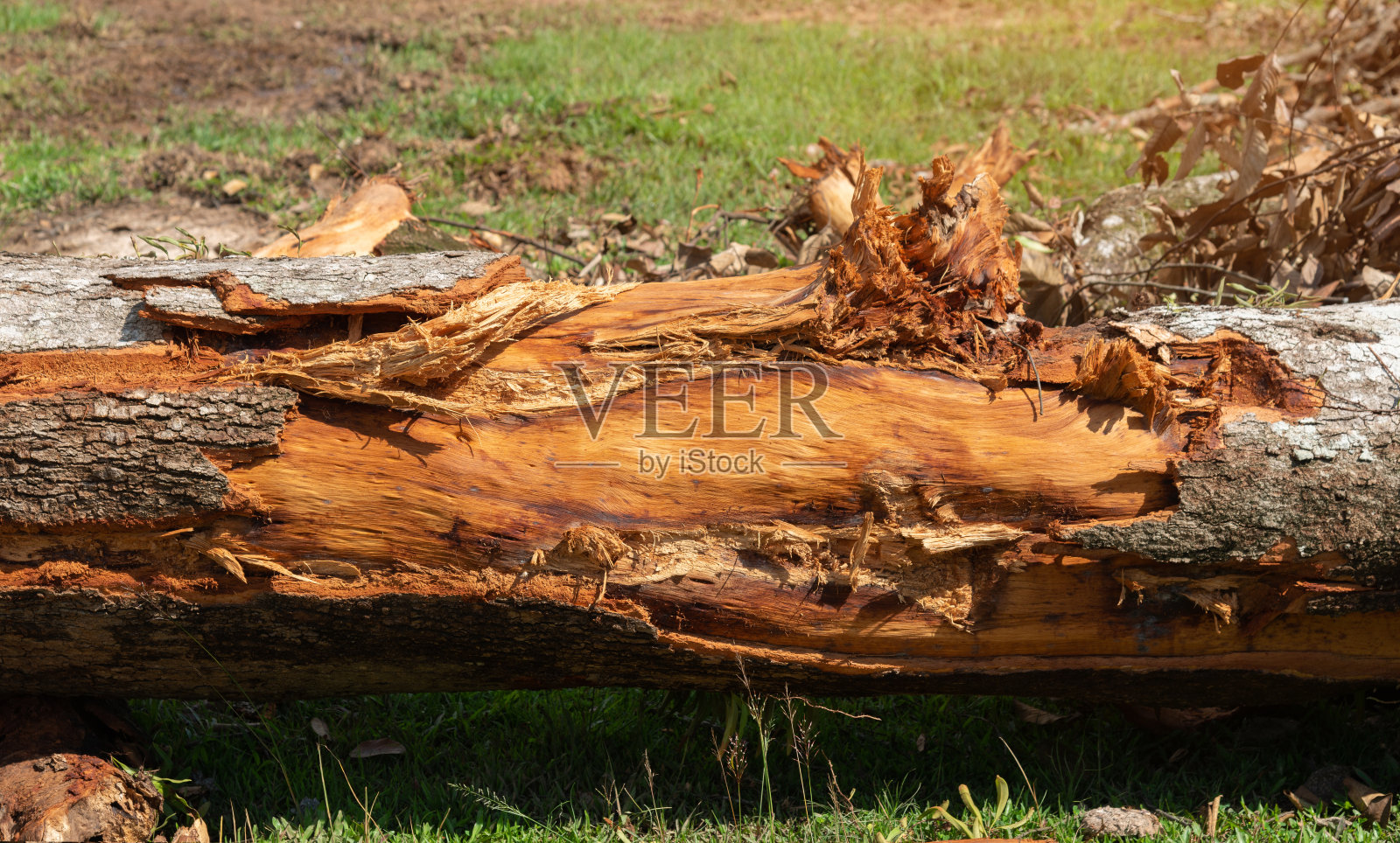漂亮的破损肮脏粗糙的树干外，裂开的木树皮的背景。树轮树皮照片摄影图片