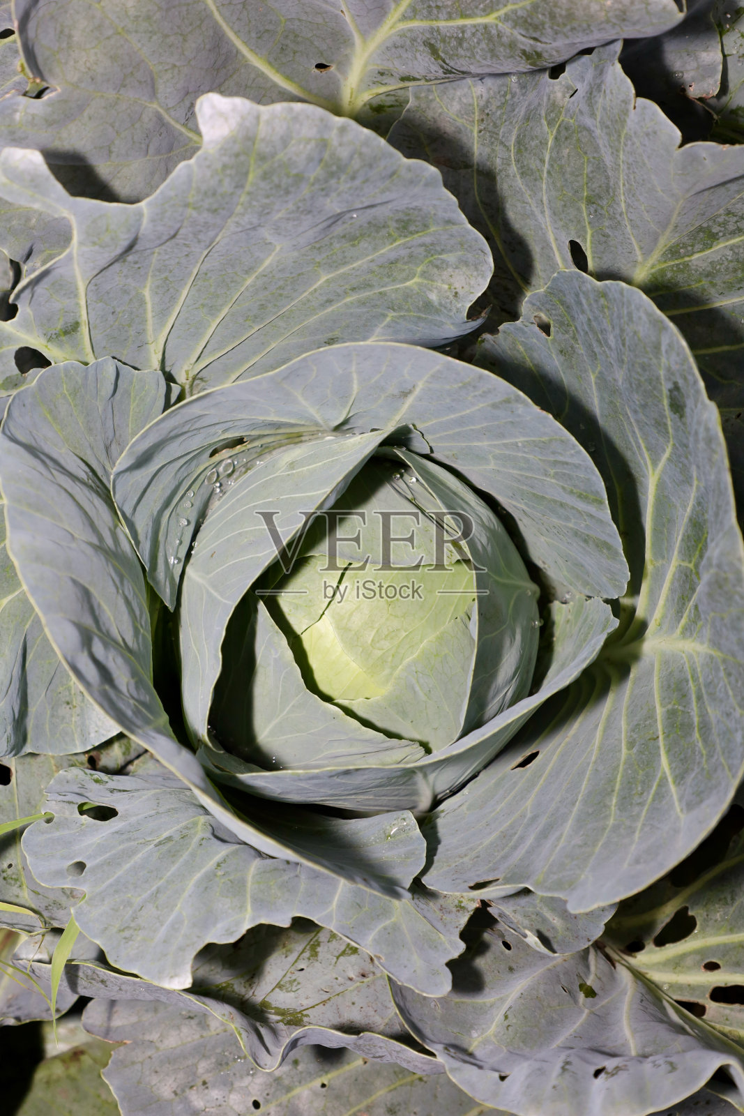 园子里长着青菜。种植绿色的卷心菜和它的叶子。花园里未成熟的卷心菜照片摄影图片