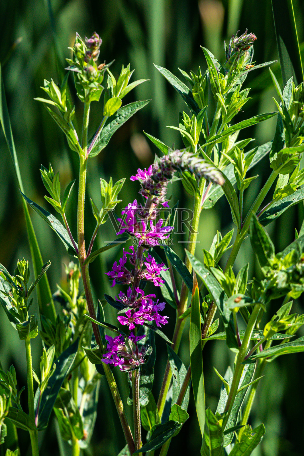 垂直拍摄的紫色莲花在加拿大安大略湖附近照片摄影图片