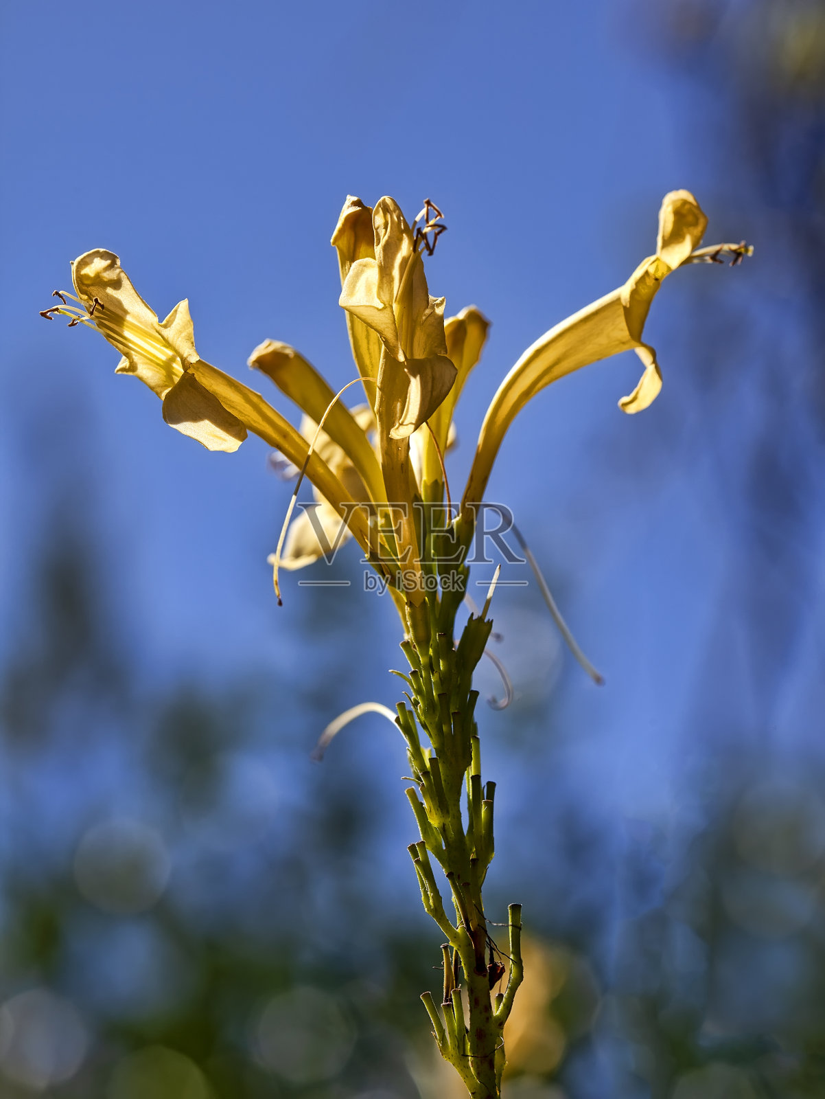 杏角金银花户外照片摄影图片