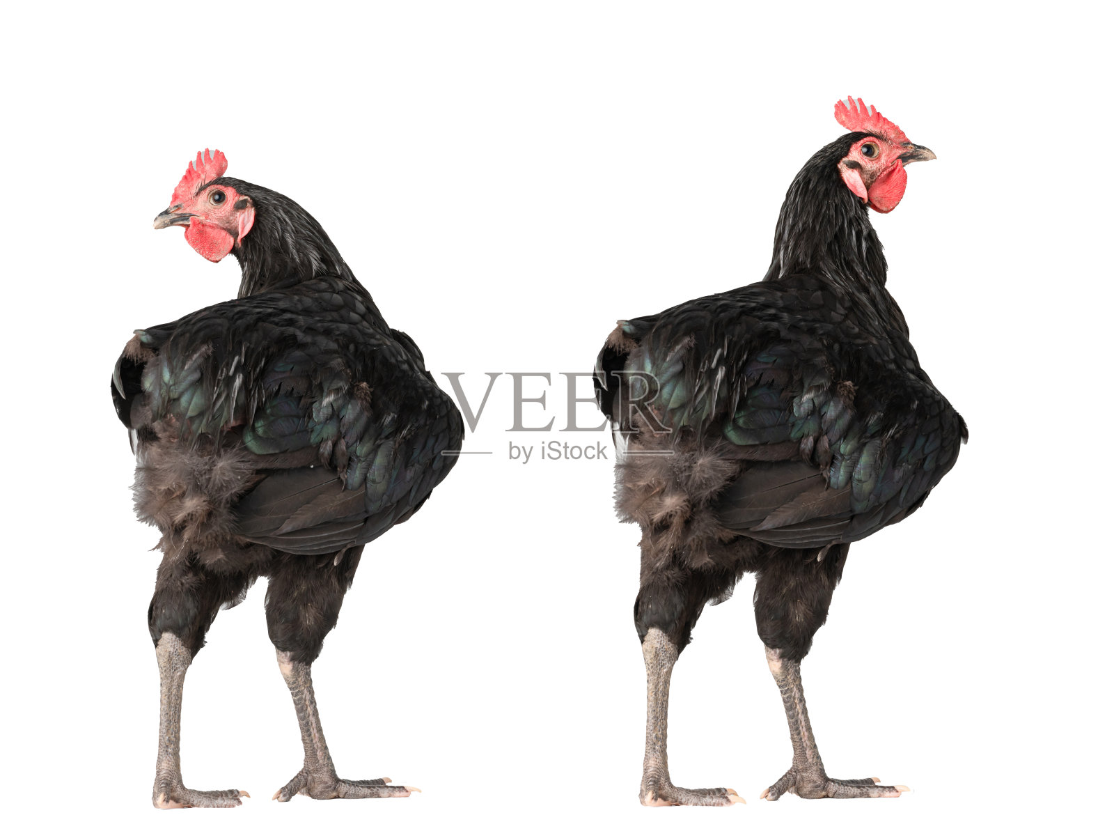 鸡的鸡冠是红色的。黑色的南方大公鸡站在孤立的白色背景。照片摄影图片