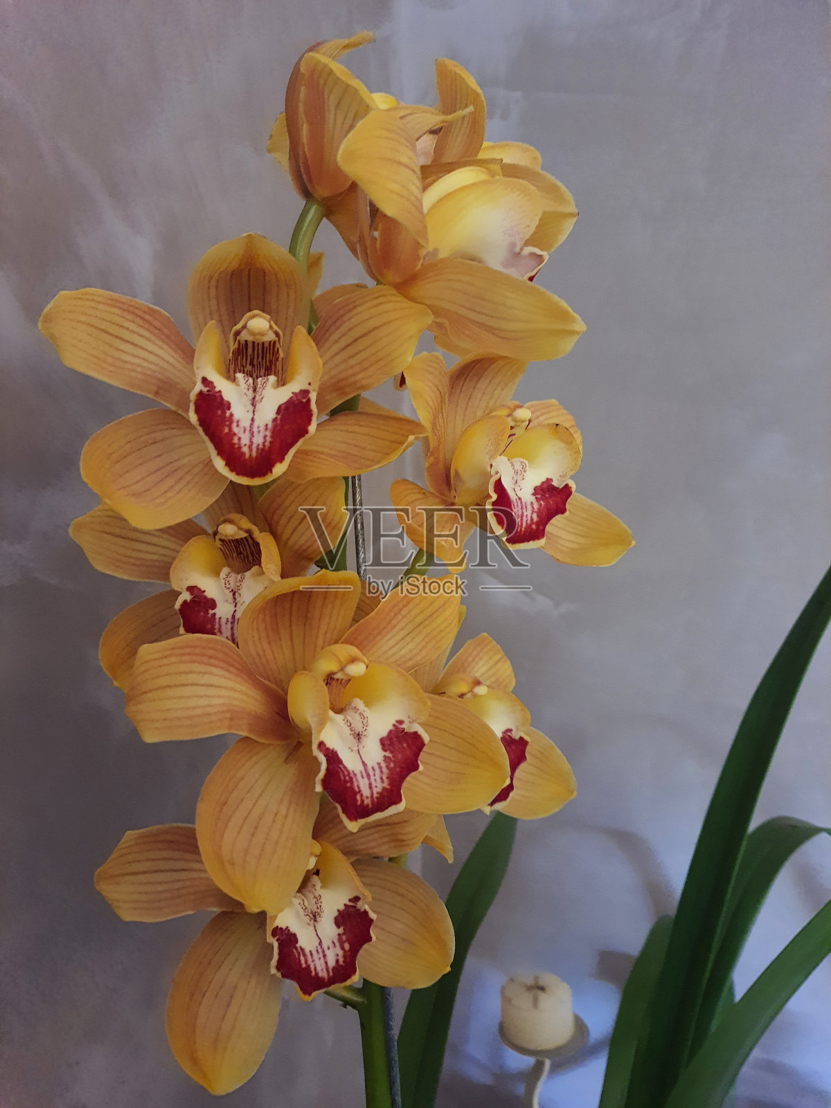 黄色蕙兰的特写照片摄影图片