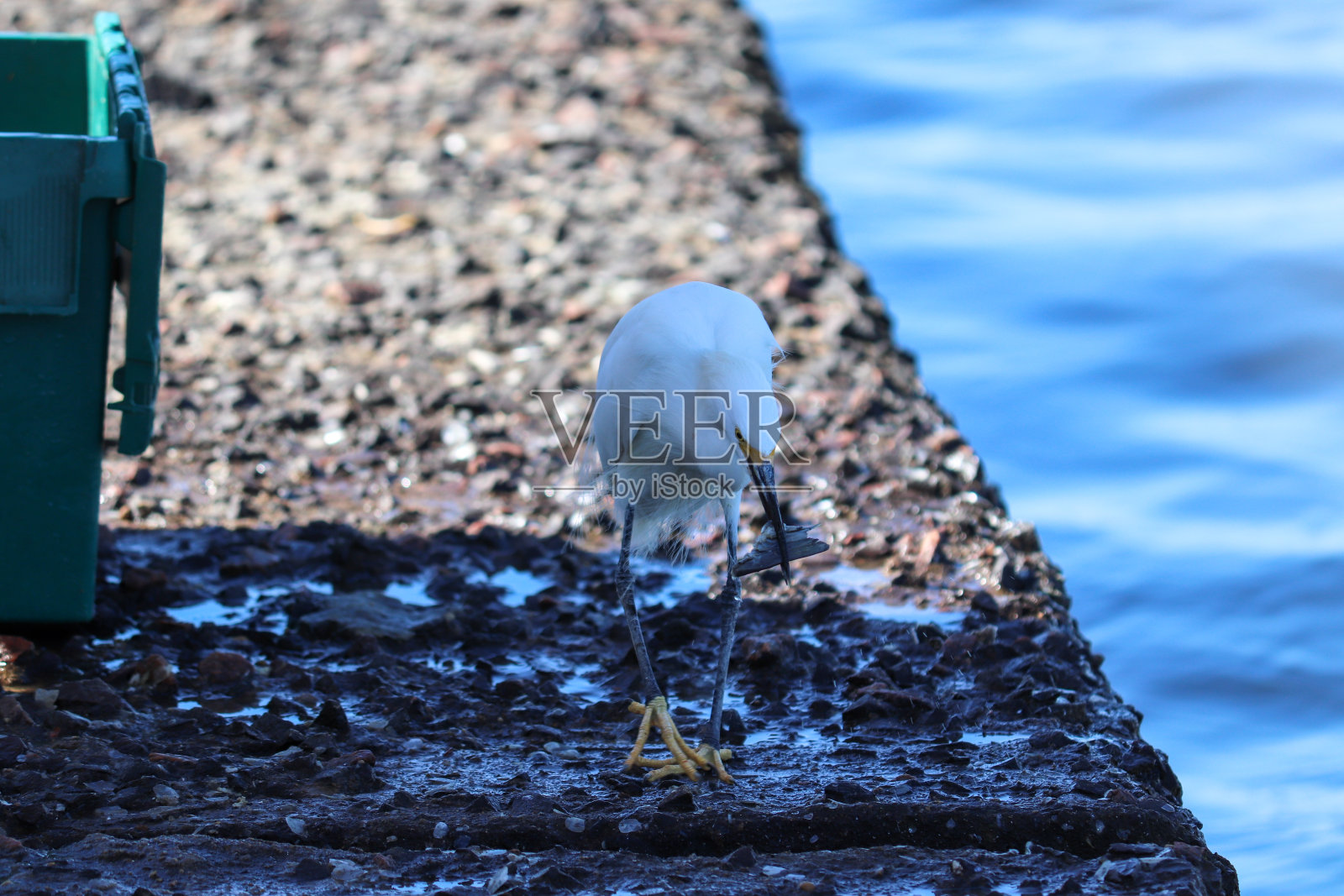 美丽的白鹭在河岸边Tramandaí在大南，巴西。照片摄影图片