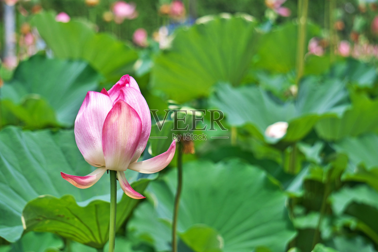 莲花照片摄影图片