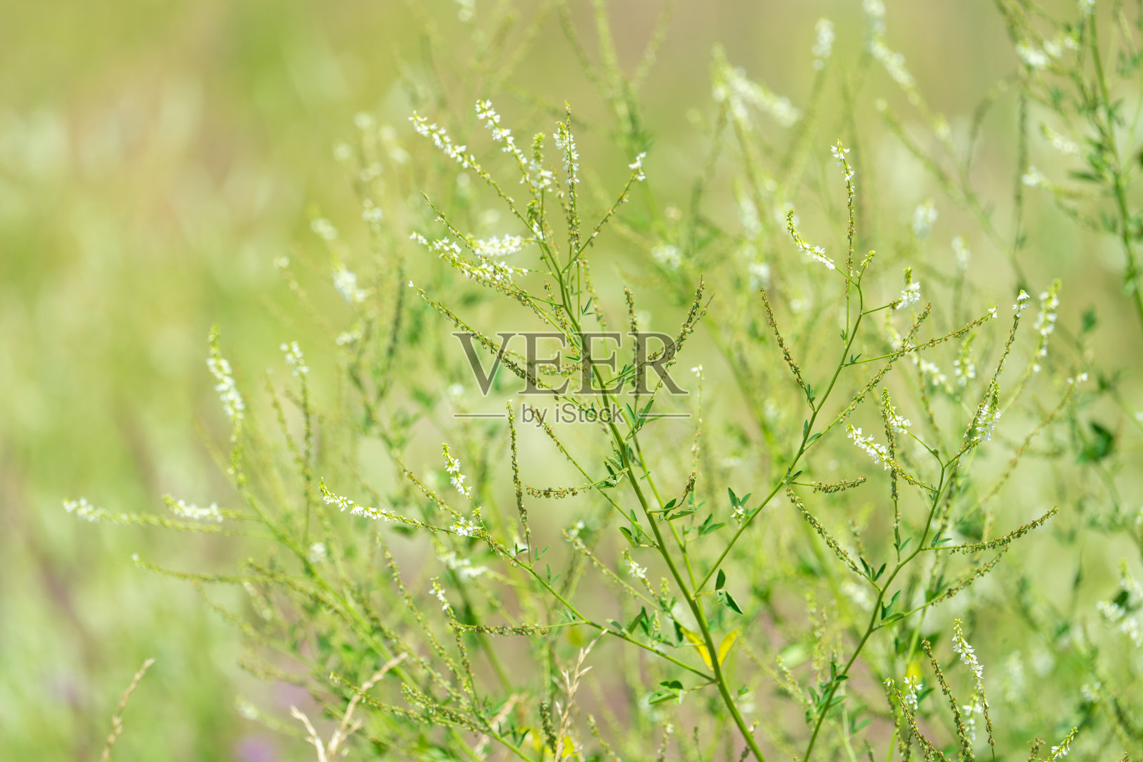 草地上生长着万金油，甜三叶草和蓟照片摄影图片
