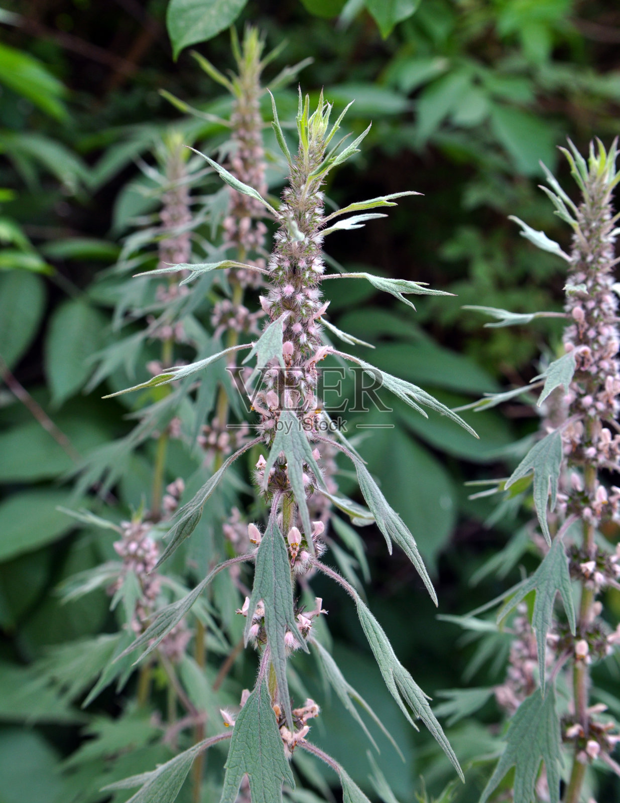 草地上的草药丛中生长着五叶的狗荨麻(Leonurus quinquelobatus)。照片摄影图片