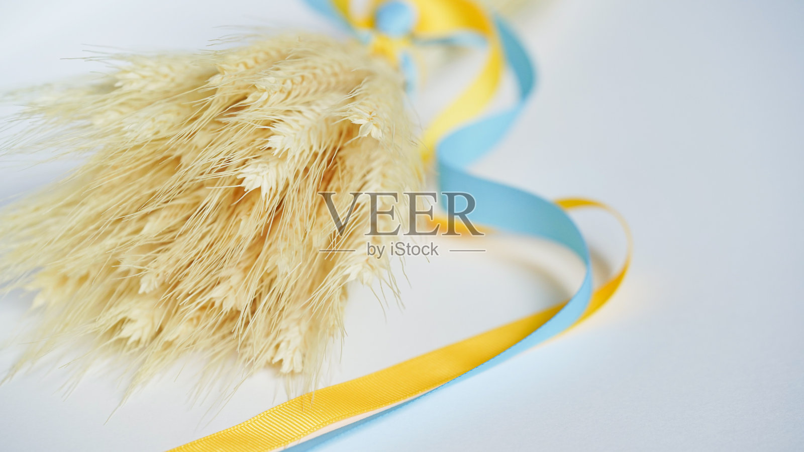 成熟的小麦金色耳朵的微距照片系上黄蓝丝带，选择性聚焦。美丽的自然背景。农业，谷物收割，乌克兰小麦。世界危机,饥荒。复制空间,俯视图照片摄影图片