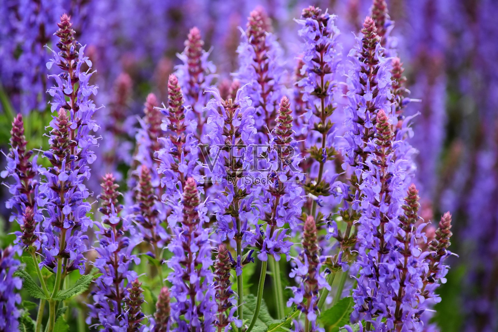 夏季背景紫色薰衣草花照片摄影图片