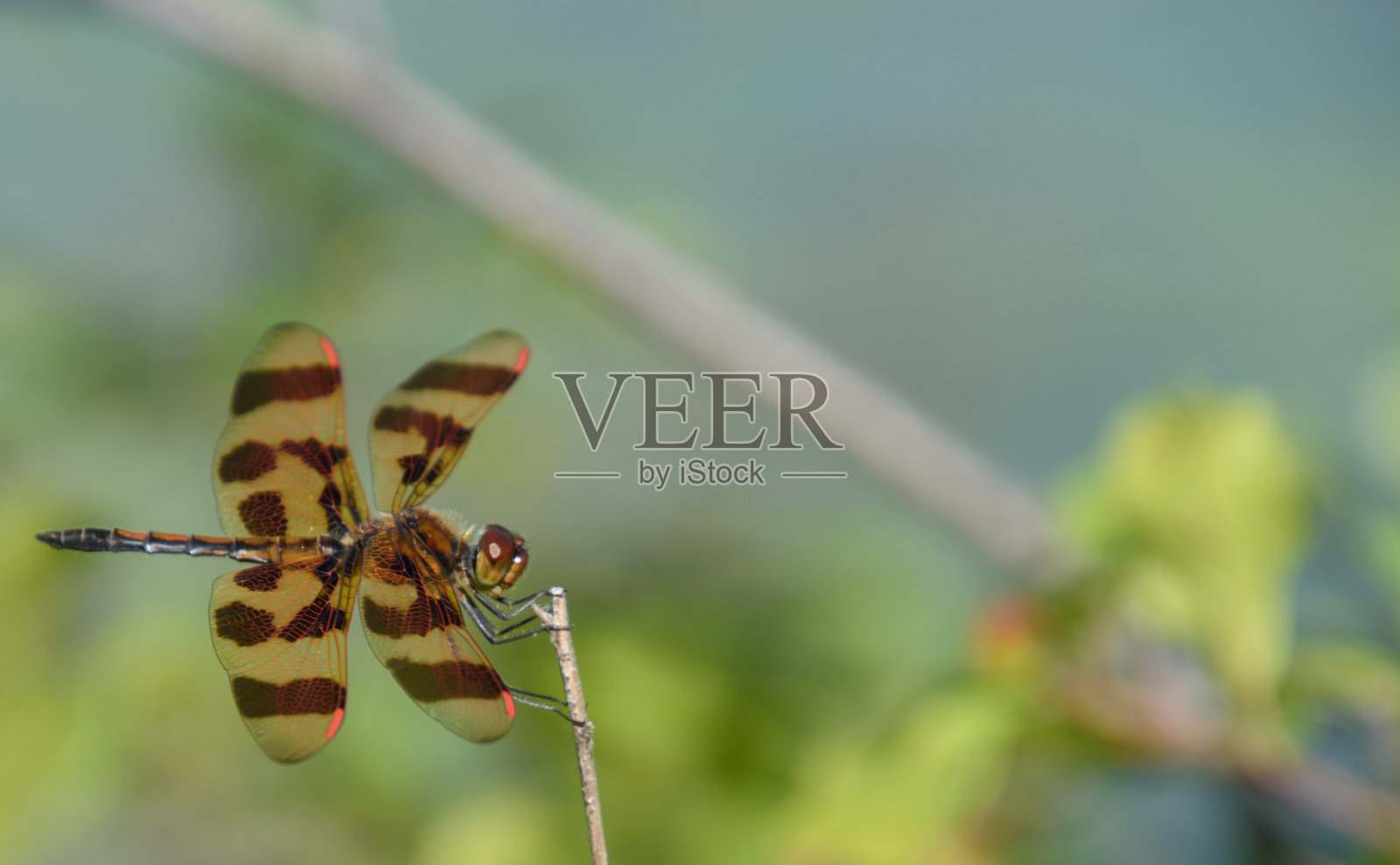 蜻蜓在一株植物上照片摄影图片