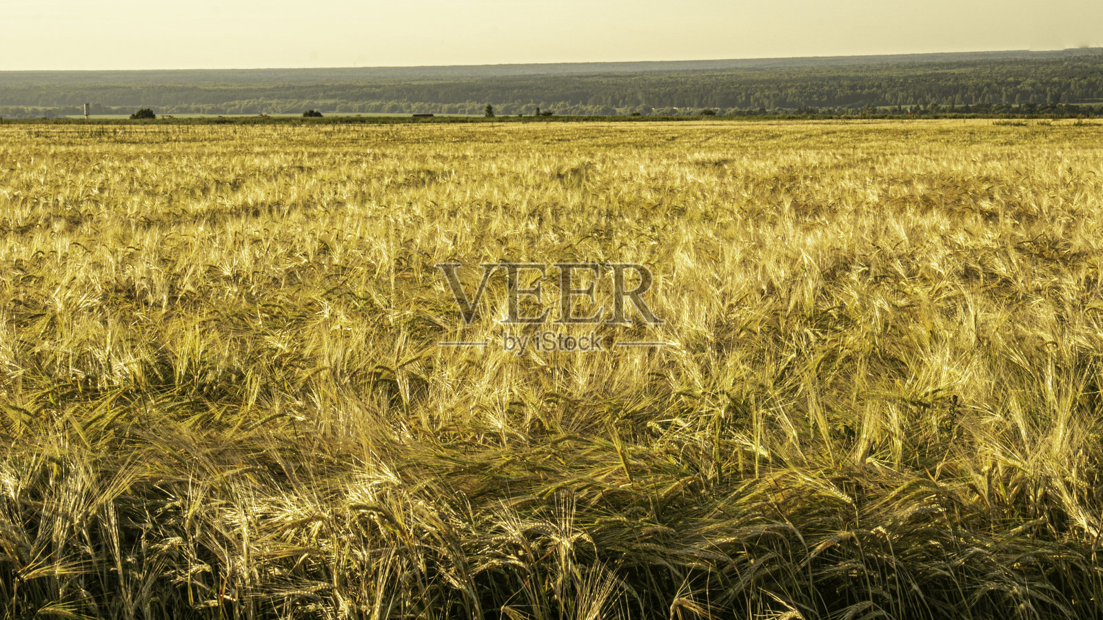 小山上的麦田。地平线照片摄影图片
