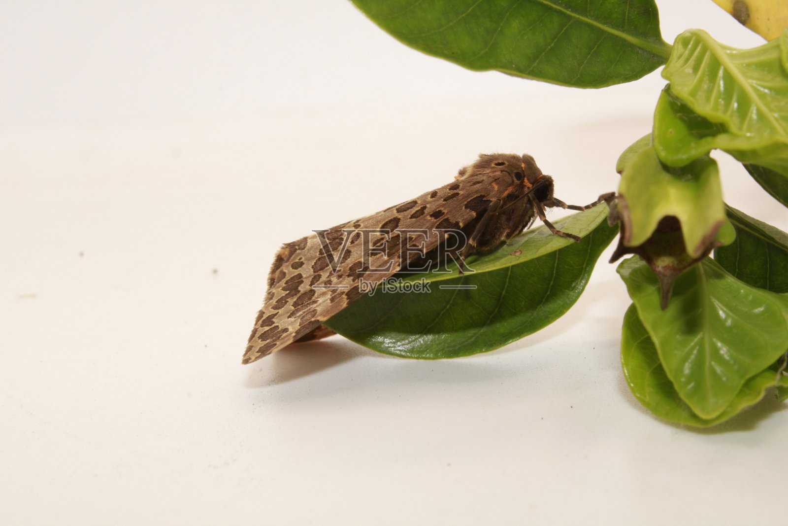 蛾子在绿叶上在白色的背景照片摄影图片