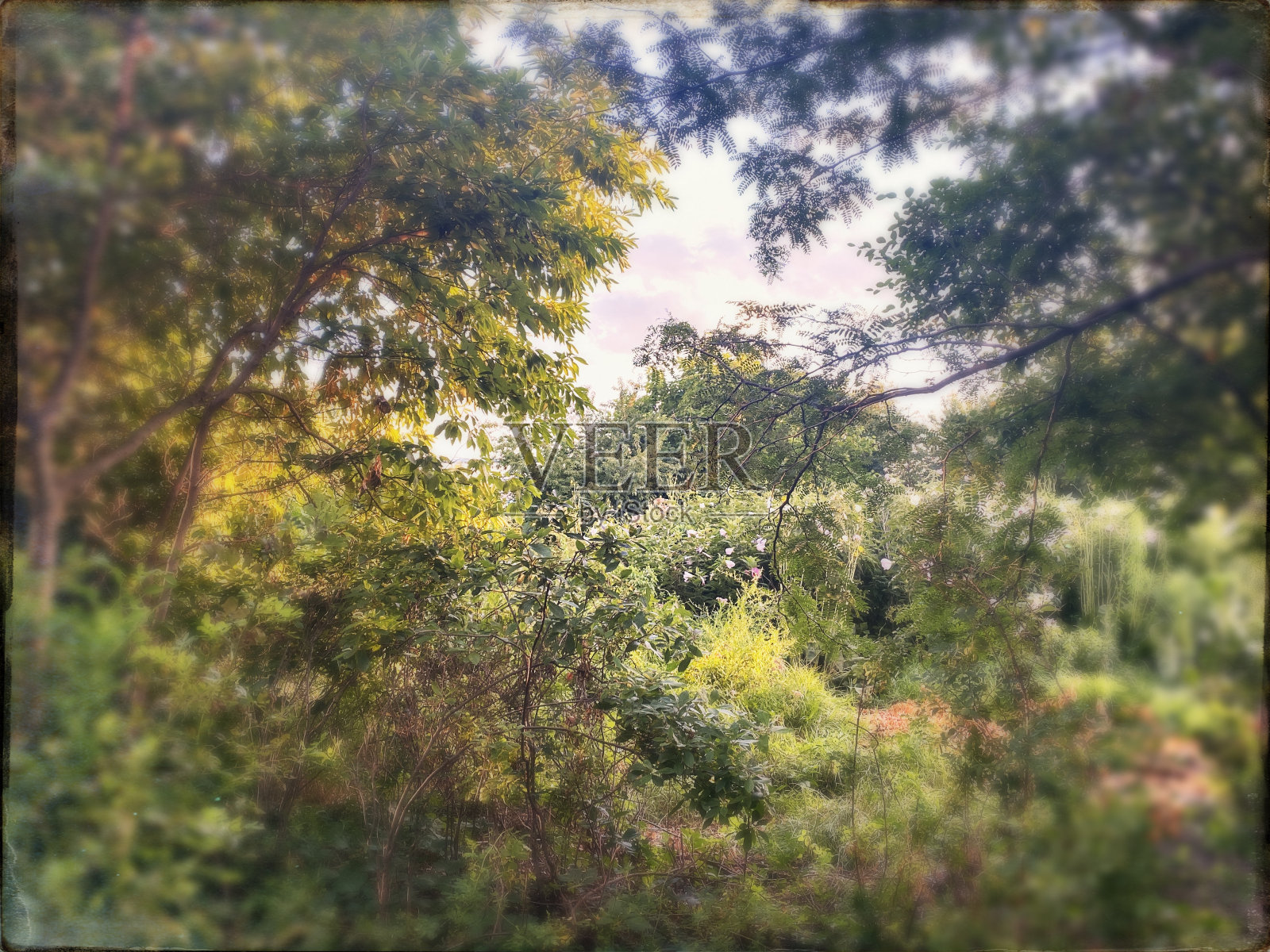 布鲁克林的公共花园照片摄影图片