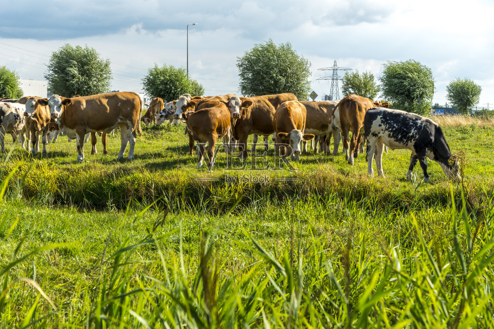 夏天的下午，奶牛在新鲜的草地上照片摄影图片