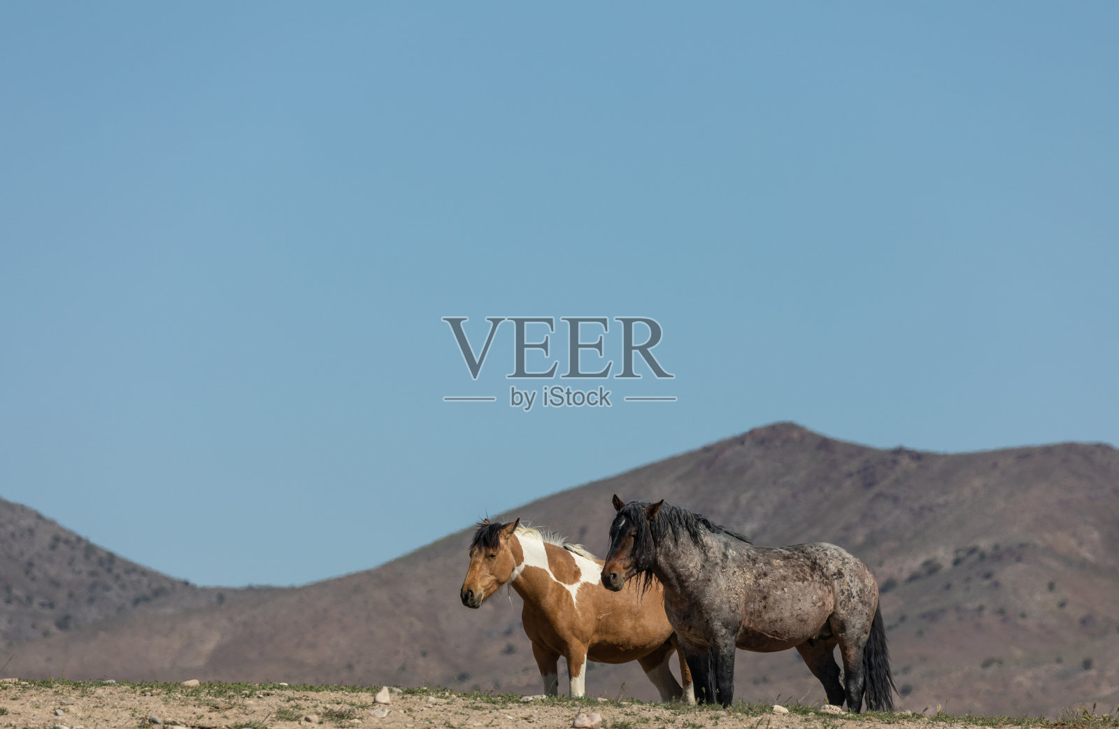 犹他州沙漠中的野马照片摄影图片