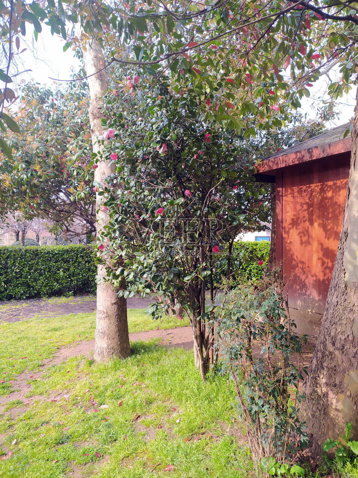 自然美BaltalimanÄ±日本花园照片摄影图片