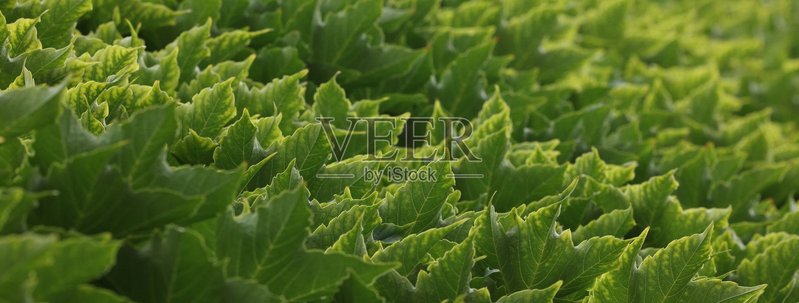 以绿叶为背景。以编织葡萄的叶子为背景照片摄影图片