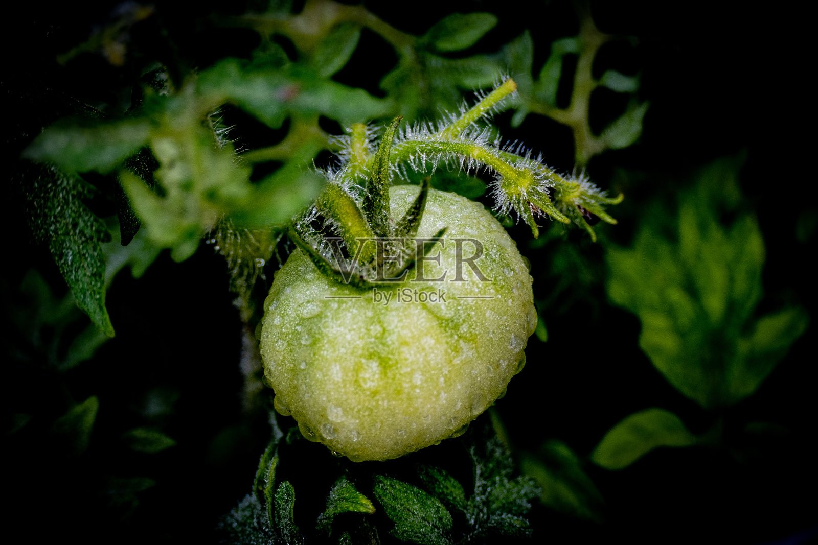 种植番茄照片摄影图片