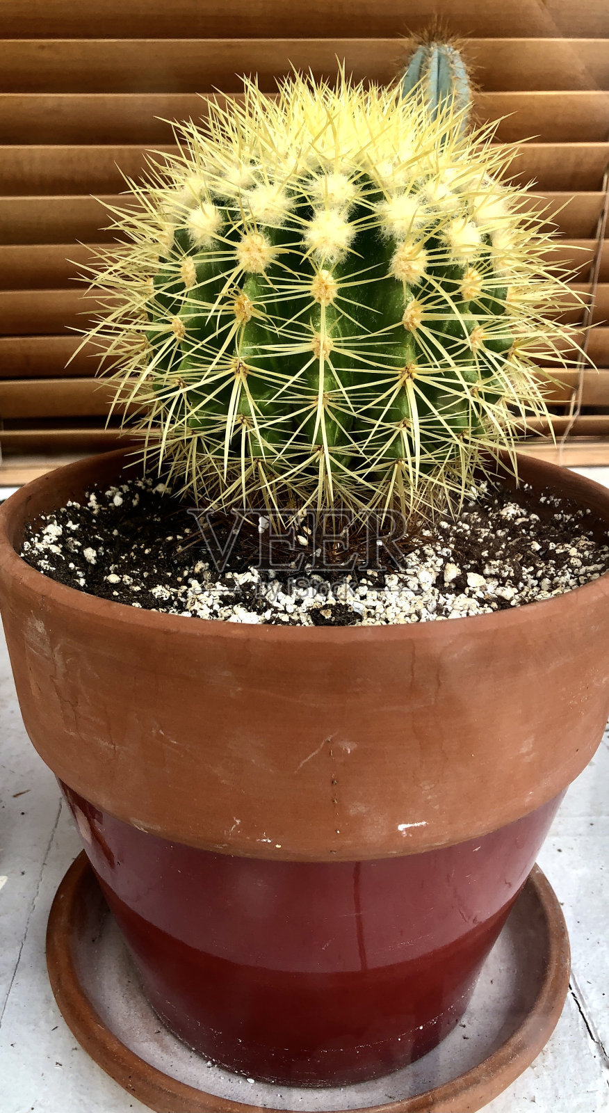 仙人掌特写镜头照片摄影图片