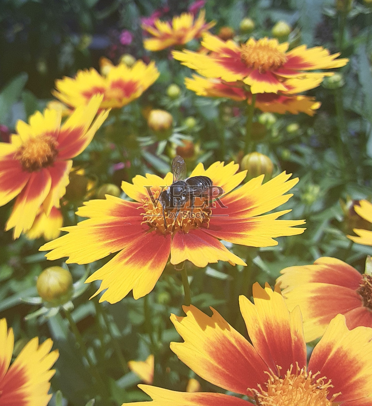 黄花和蜜蜂照片摄影图片