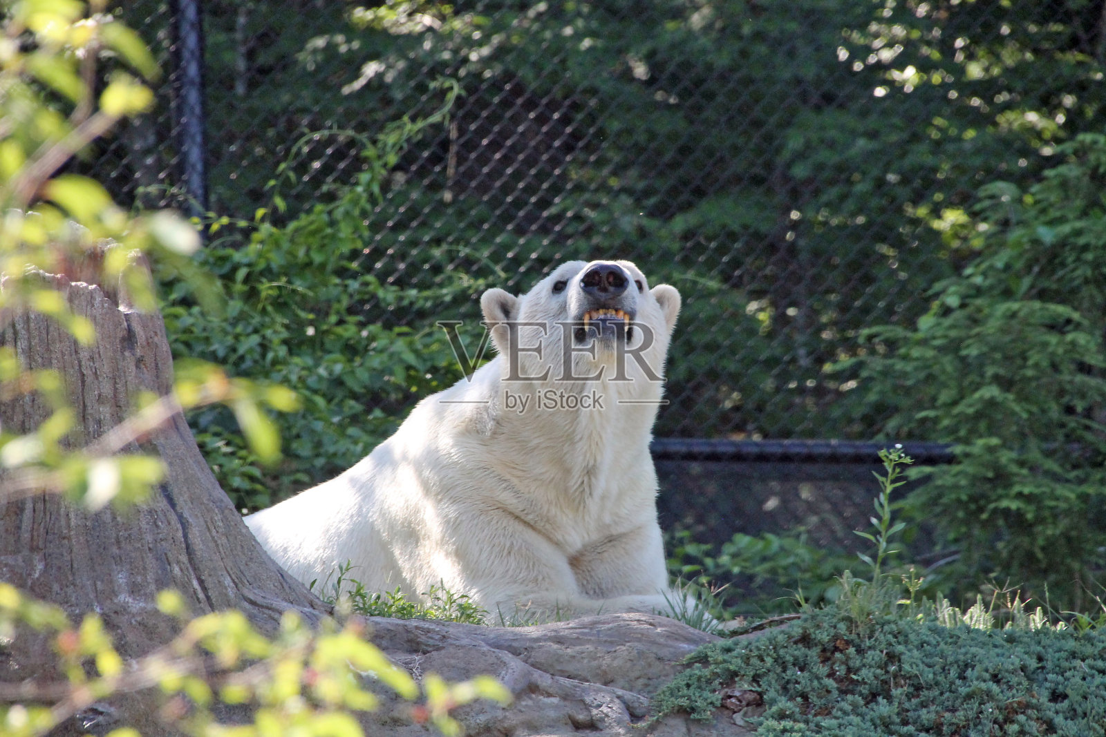 北极熊在动物园照片摄影图片